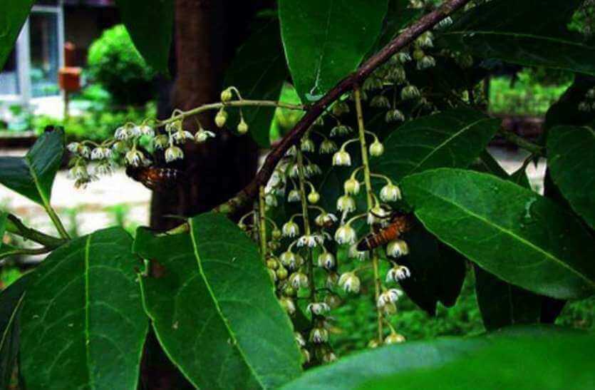 Rudraksha Plant