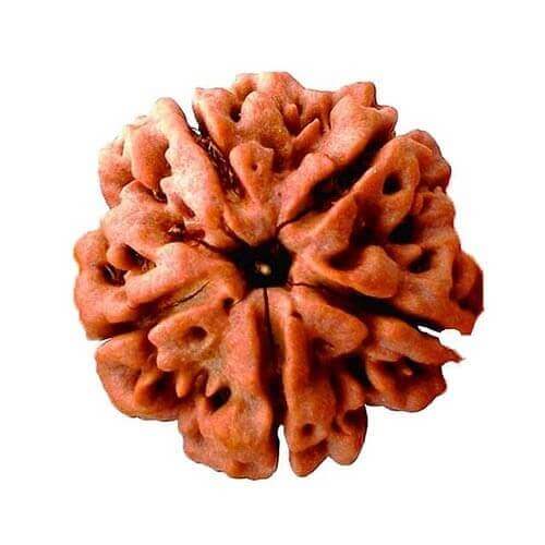 Rudraksha