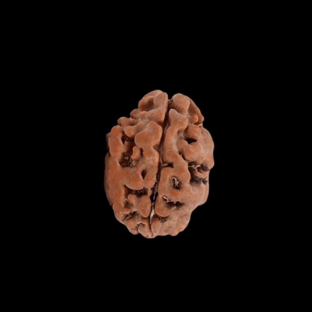 2 Mukhi Rudraksha