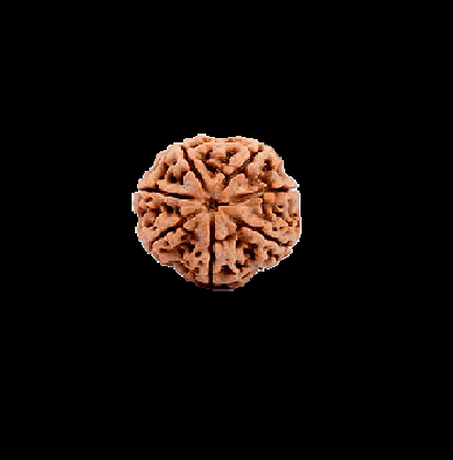 7 Mukhi Rudraksha 