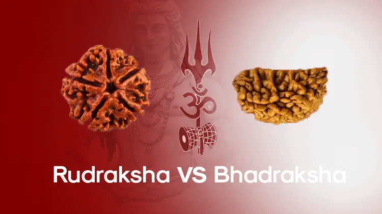 Difference Between Rudraksha and Bhadraksha