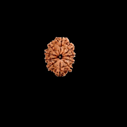 10 mukhi rudraksha loose bead 1