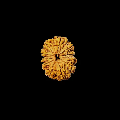 11 mukhi rudraksha