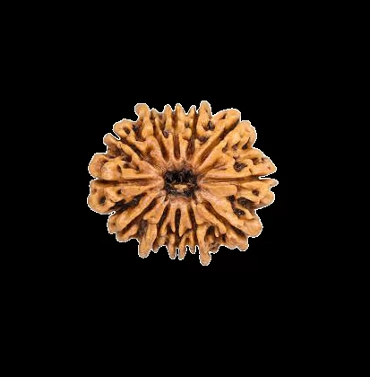 12 mukhi rudraksha loose bead 3