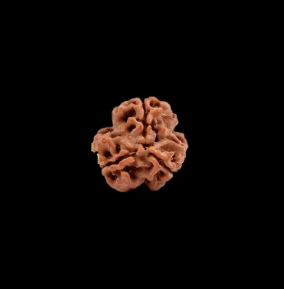 3 mukhi rudraksha 1