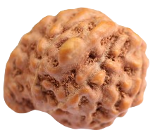 Ganesh Indonesian Rudraksha