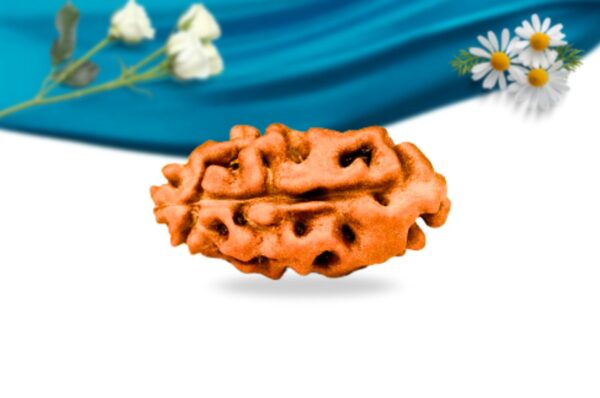 1 mukh iindonesian rudraksha regular grade rlri1ri front