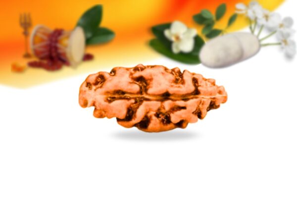1 mukhi indonesian rudraksha small grade rlri1si back