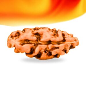 1 Mukhi Indonesian Rudraksha Small Grade RLRI1SI Thumbnail