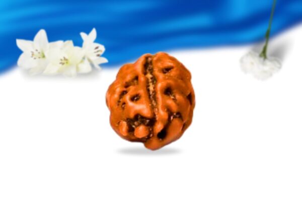 1 mukhi indonesian rudraksha super collector grade rlr1sci back