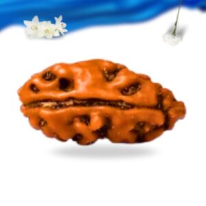 1 Mukhi Indonesian Rudraksha Super Collector Grade RLRI1SCI Thumbnail