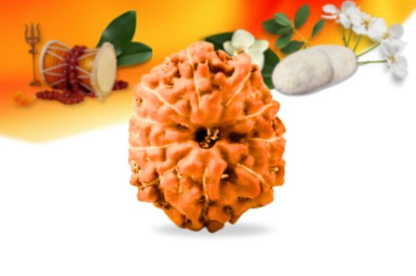 10 mukhi indonesian rudraksha small grade rlri10si front