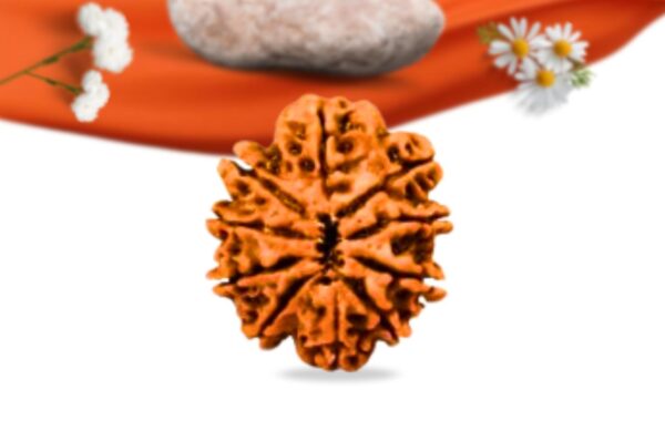 10 mukhi nepali rudraksha large grade rlrn10li back