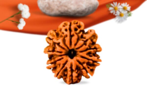 10 mukhi nepali rudraksha large grade rlrn10li front