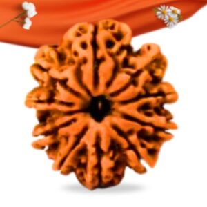 10 Mukhi Nepali Rudraksha Large Grade RLRN10LI Thumbnail