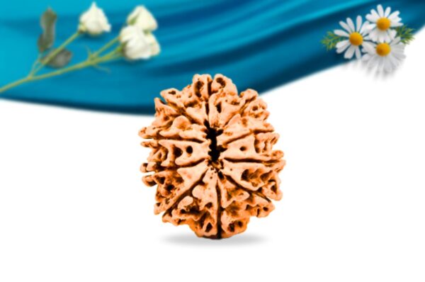 10 mukhi nepali rudraksha regular grade rlrn10ri back10 mukhi nepali rudraksha regular grade rlrn10ri back