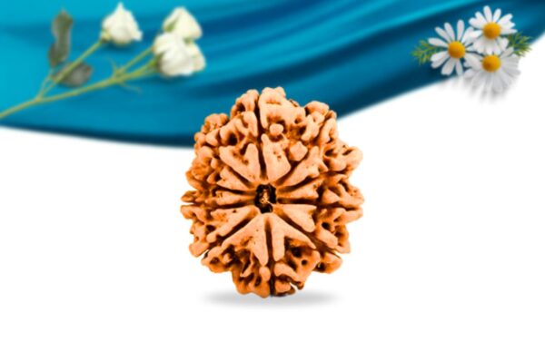 10 mukhi nepali rudraksha regular grade rlrn10ri front