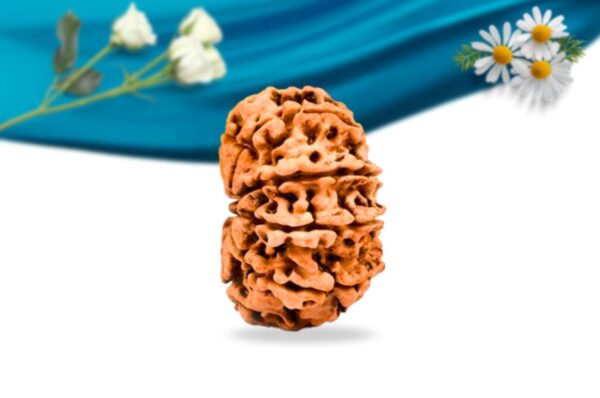 10 mukhi nepali rudraksha regular grade rlrn10ri side