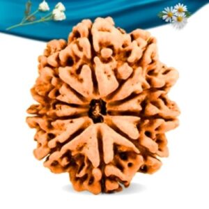 10 Mukhi Nepali Rudraksha Regular Grade RLRN10RI Thumbnail