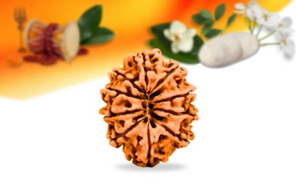 10 mukhi nepali rudraksha small grade rlrn10si back