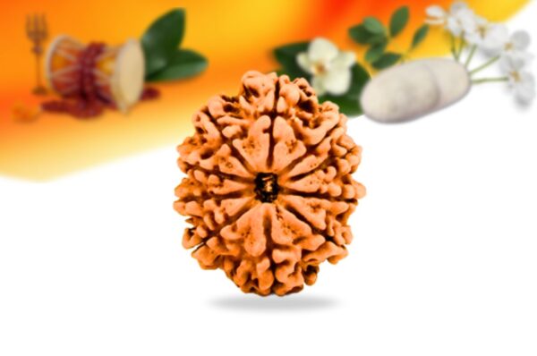 10 mukhi nepali rudraksha small grade rlrn10si front