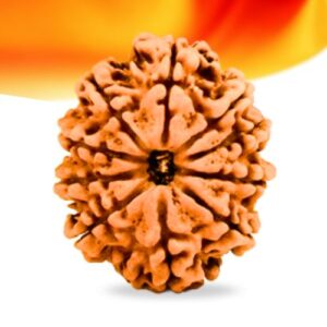 10 Mukhi Nepali Rudraksha Small Grade RLRN10SI Thumbnail