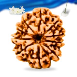 10 Mukhi Nepali Rudraksha Super Collector Grade RLRN10SCI Thumbnail