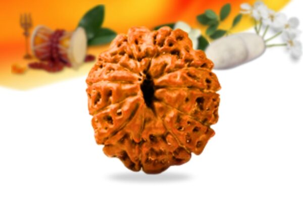 11 mukhi indonesian rudraksha small grade rlri11si back