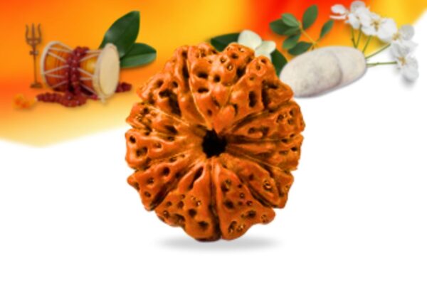 11 mukhi indonesian rudraksha small grade rlri11si front