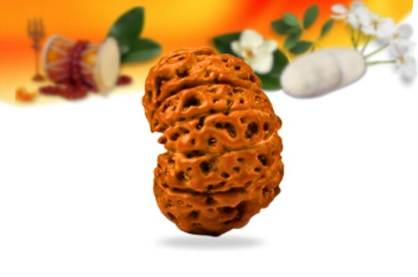 11 mukhi indonesian rudraksha small grade rlri11si side