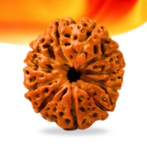 11 Mukhi Indonesian Rudraksha Small Grade RLRI11SI Thumbnail