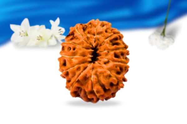 11 mukhi indonesian rudraksha super collector grade rlri11sci back