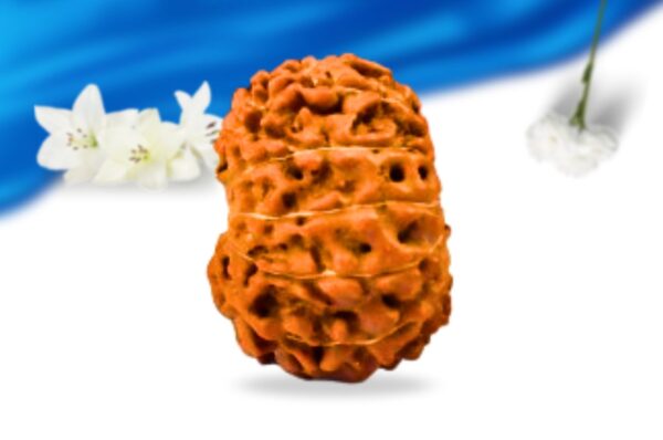 11 mukhi indonesian rudraksha super collector grade rlri11sci side