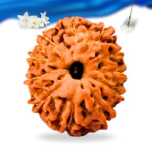 11 Mukhi Indonesian Rudraksha Super Collector Grade RLRI11SCI Thumbnail