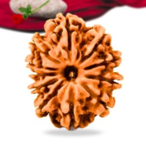 11 Mukhi Nepali Rudraksha Collector Grade RLRN11CI Thumbnail