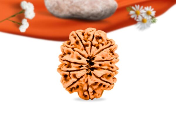 11 mukhi nepali rudraksha large grade rlrn11li back