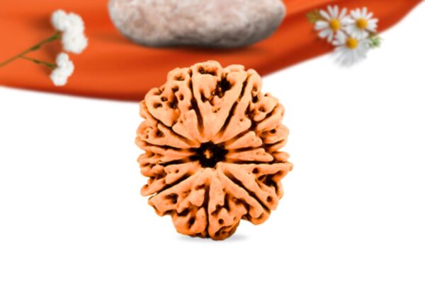 11 mukhi nepali rudraksha large grade rlrn11li front