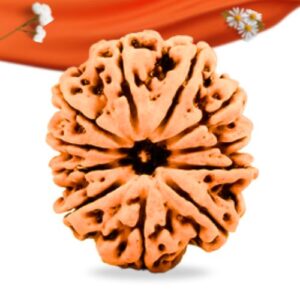 11 Mukhi Nepali Rudraksha Large Grade RLRN11LI Thumbnail