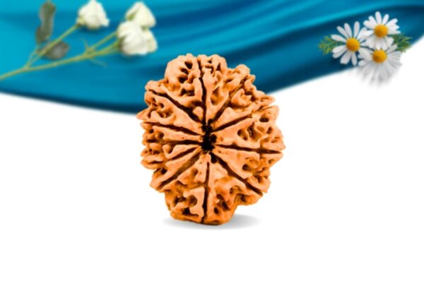 11 mukhi nepali rudraksha regular grade rlrn11ri back