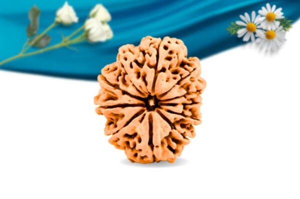 11 mukhi nepali rudraksha regular grade rlrn11ri front