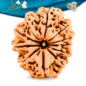 11 Mukhi Nepali Rudraksha Regular Grade RLRN11RI Thumbnail