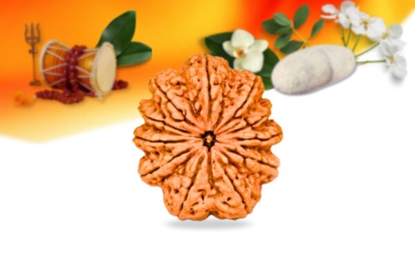 11 mukhi nepali rudraksha small grade rlrn11si front