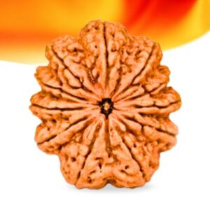 11 Mukhi Nepali Rudraksha Small Grade RLRN11SI Thumbnail