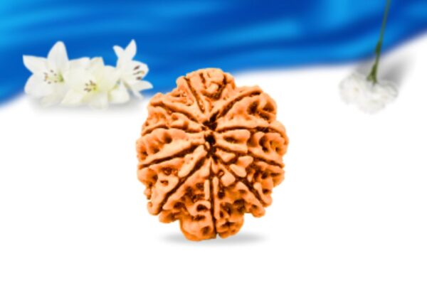 11 mukhi nepali rudraksha super collector grade rlrn11sci back