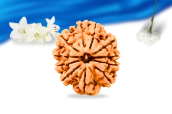 11 mukhi nepali rudraksha super collector grade rlrn11sci front