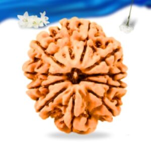 11 Mukhi Nepali Rudraksha Super Collector Grade RLRN11SCI Thumbnail