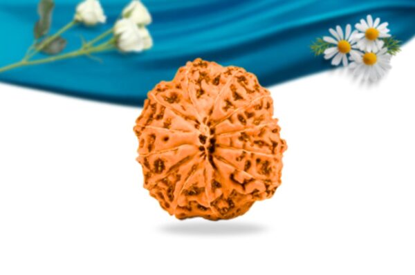 12 mukhi indonesian rudraksha regular grade rlri12ri back