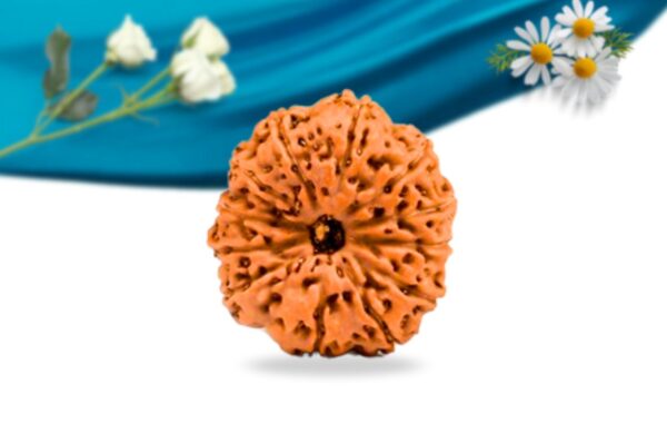 12 mukhi indonesian rudraksha regular grade rlri12ri front