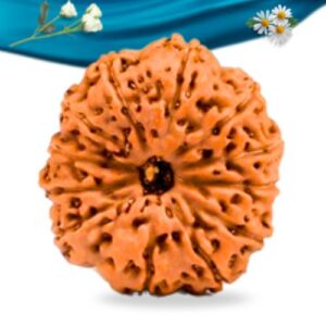 12 Mukhi Indonesian Rudraksha Regular Grade RLRI12RI Thumbnail