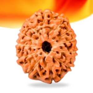 12 Mukhi Indonesian Rudraksha Small Grade RLRI12SI Thumbnail